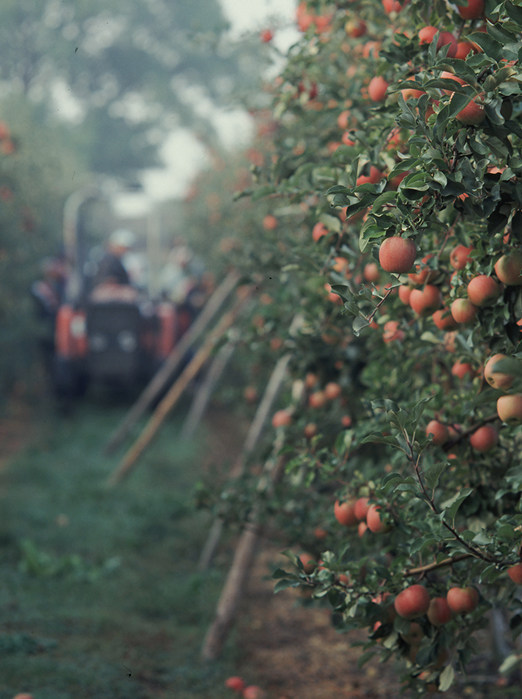 adagri Content marketing w rolnictwie