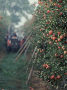 adagri Content marketing w rolnictwie