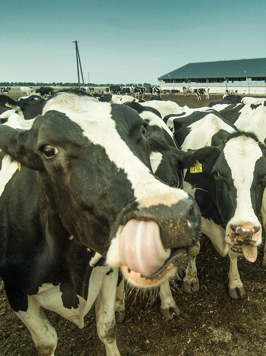 adagri Facebook & TikTok Ads