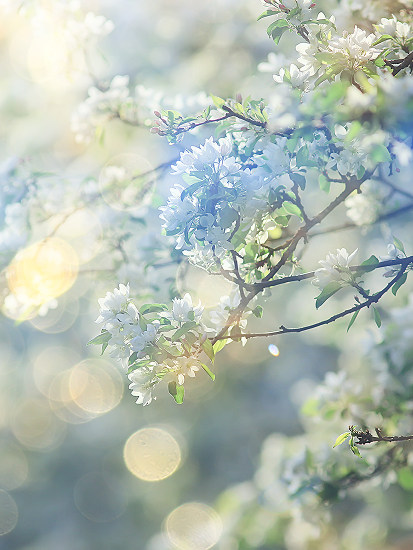 adagri pewność kompleksowego rozkwitu