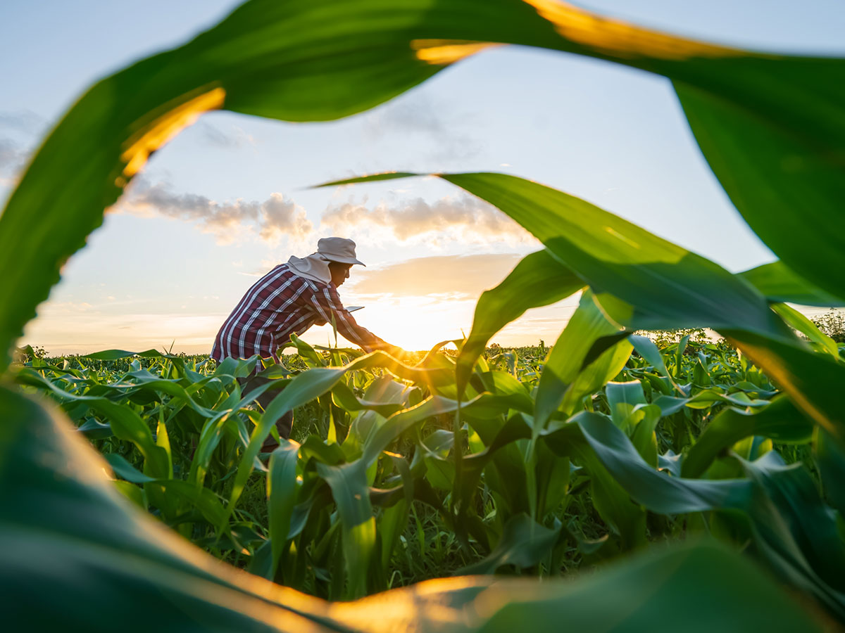 sustainable development in agriculture